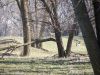 TRACT # 6 VIEWS OF DEER ACROSS THE FENCE.