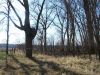 TRACT # 6 SEE THE DEER BLIND IN THE TREE.