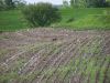 See the Deer running through the corn field!