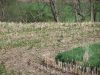 See the Turkey running away when we drove up!