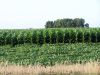 Tract # 1: A view looking south from the highway west of Whiting.