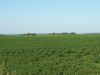 Tract # 2: A view looking SW across the land.