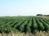 Tract # 2: This view is from the SE corner of the land looking north.