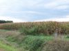 Tract # 1 looking SE from the junction of 110th and Cherry Ave.