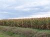 Another view of Tract # 1 looking south from 110th Street.
