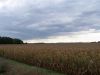 Looking south east across Tract #1 from 110th Street.