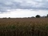 A view of the great corn crop on Tract # 1 in 2009.