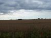 A view of soybeans on Tract # 1 for the crop year of 2009.