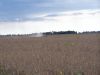 A view on September 25th, 2009 showing the harvesting of soybeans on Tract # 1.