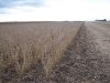 Another view of the great soybean crop on Tract # 1.
