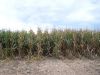 Tract # 1 showing the corn crop for 2009.