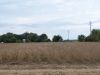 Tract # 1 - don't they look like great soybeans!