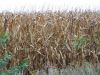 A view of the corn on Tract # 1 on September 25th, 2009.