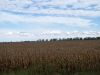 Tract # 2 looking over the corn crop of 2009 from 110th Street.
